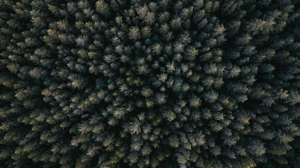 a view from above of a forest with lots of trees